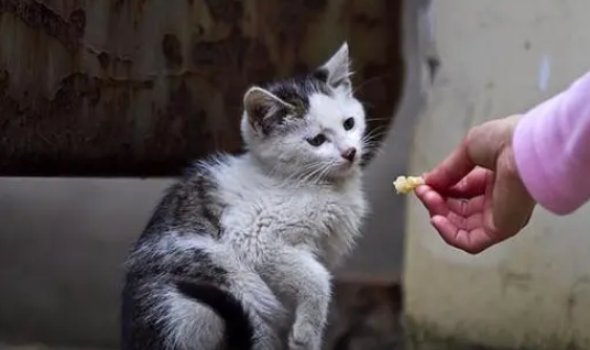 流浪猫跟着你走是什么兆头