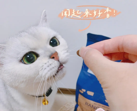 详细介绍云顶星猫粮的特点 详细介绍云顶星猫粮的特点