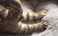 猫咪前爪不能抓是为什么