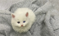 猫咪拉屎为什么那么丑臭