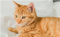 为什么小猫咪没有毛发呢