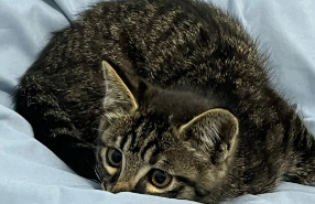 狸花猫是外来物种吗