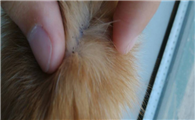 小猫身上的跳蚤怎么治啊