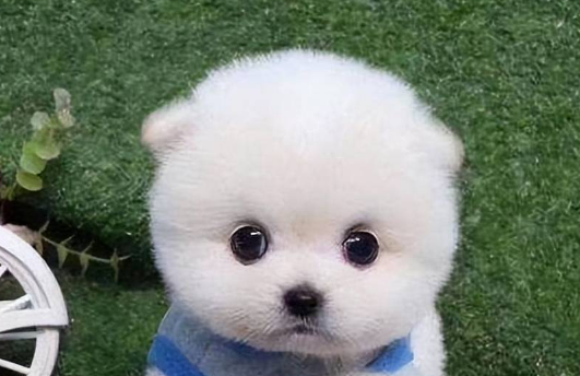 茶杯犬图片恶心死人