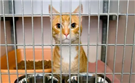 猫咪为什么总蹭笼子里呢