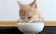 猫咪为什么吃奶后吐了呢