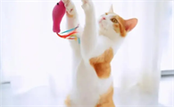 猫咪毛为什么会变白