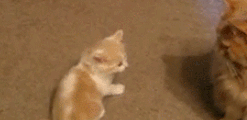 网友带猫主子逛水族馆，看到里面的鱼时，猫主子的表情瞬间亮了！ 