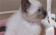 小奶猫肚子鼓鼓的不拉屎