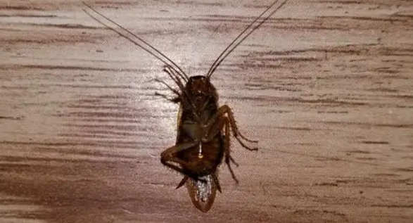 蟑螂交配