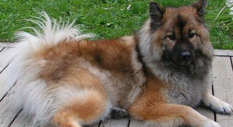 欧式俄国莱卡犬外形特征及训练方法 欧式俄国莱卡犬外形特征及训练方法
