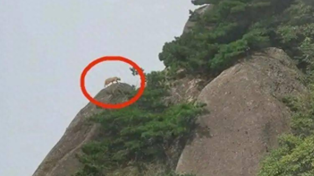 安徽黄山出现“不明生物”,体型较大,似猫似豹 安徽黄山出现“不明生物”,体型较大,似猫似豹