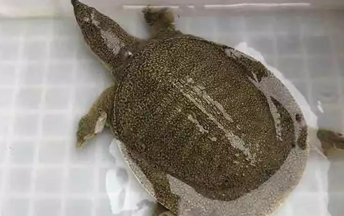 珍珠鳖和中华鳖有什么区别