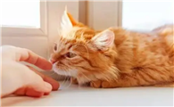 猫咪为什么左眼喜欢流泪呢