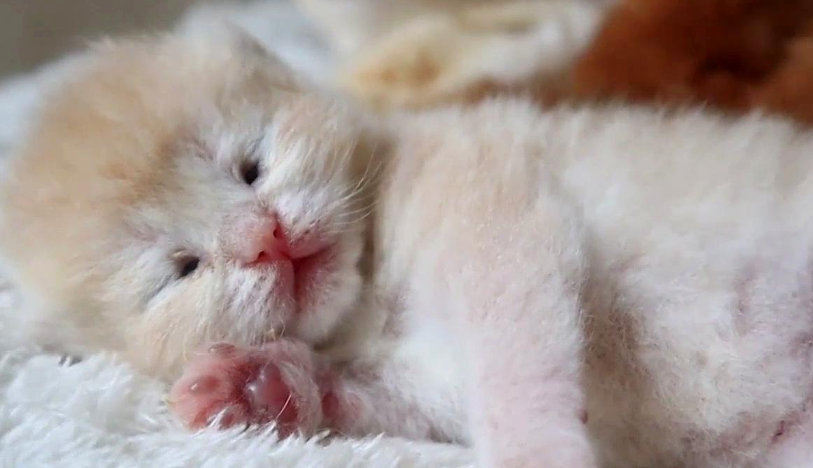 小奶猫会认主人吗 小奶猫会认主人吗