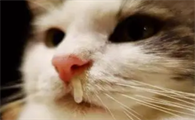 猫咪为什么鼻子总流鼻涕呢