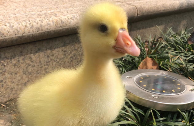 怎么养小鸭子最好