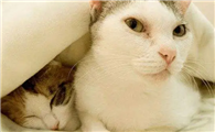 猫咪为什么会迷恋自己啊