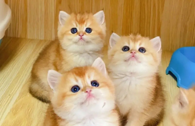 纯种金渐层猫图片