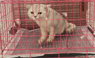 宠物托运猫咪安全吗？