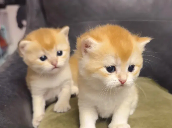 小奶猫很凶长大后会好吗