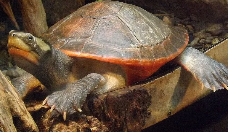 圆澳龟能长多大