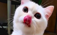 猫咪为什么会舔嘴唇