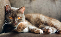 猫咪喜欢看火是什么原因