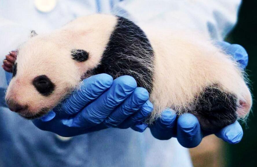 怎么才能认养大熊猫