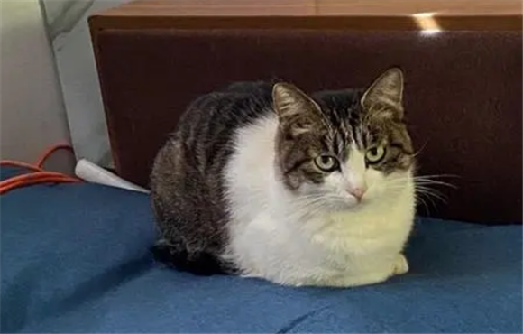 罕见狸花猫加白