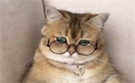 猫咪是天生近视吗为什么呢