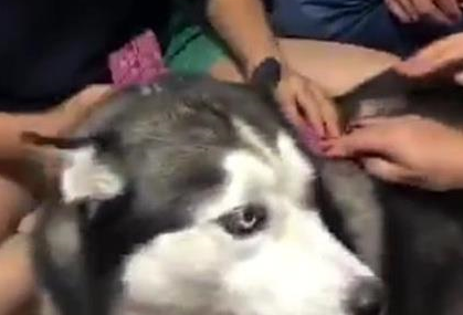 二哈拆家把牌桌拆了,主人命令它用身体当牌桌,狗子的表情亮了 二哈拆家把牌桌拆了,主人命令它用身体当牌桌,狗子的表情亮了