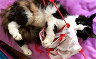猫咪总是叼内裤是什么原因引起的