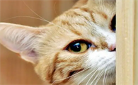 猫咪为什么会躲在门口看你呢