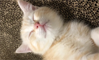 猫咪为什么老想上窗台睡觉啊
