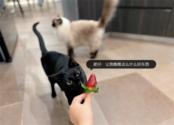 wellness猫粮怎么样？wellness猫粮评测！