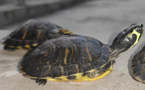 黄耳龟优缺点 黄耳龟优缺点