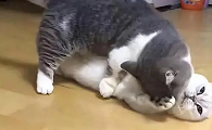 猫咪有可能欺负其它猫吗