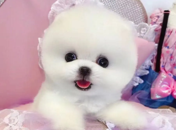 袖珍犬怎么养?来看看吧 袖珍犬怎么养?来看看吧