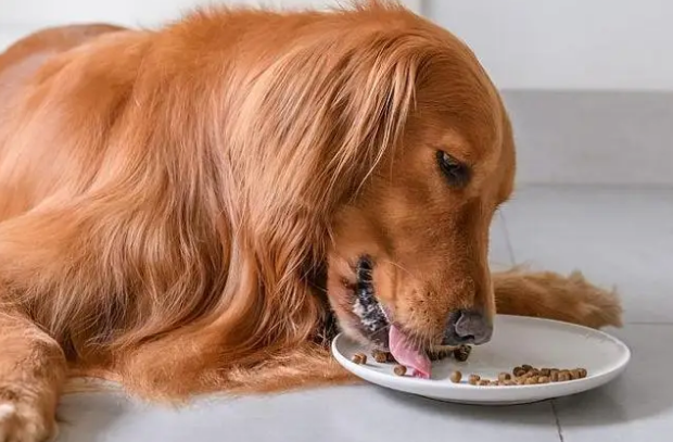 如何挑选长毛金毛犬狗粮呢 如何挑选长毛金毛犬狗粮呢