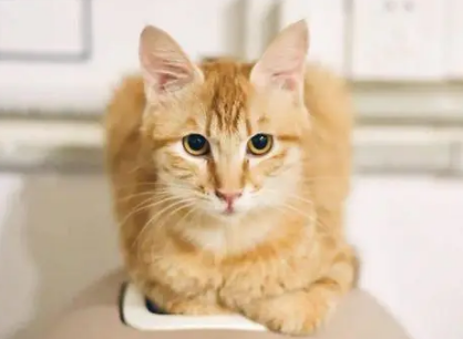 橘猫叫什么名字比较好 橘猫叫什么名字比较好