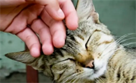 猫咪为什么老是缠着主人玩耍