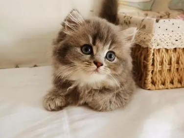 端午是啥猫端午猫怎么配出来的 端午是啥猫端午猫怎么配出来的