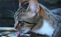 猫咪喝水为什么会激动呢