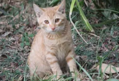 两只小猫闯入小卖部，偷吃火腿肠赖着不走，还为店主送上惊喜大礼