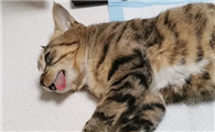 猫咪为什么越早绝育好啊