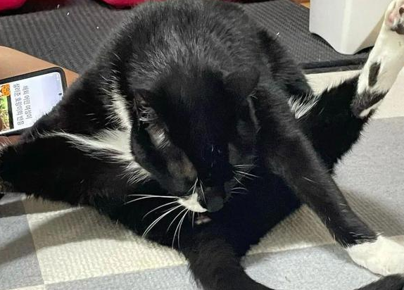 猫一粒一粒吃饭惹网友爆笑，知道真相后：我真该死啊！