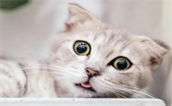 猫咪为什么反应这么快啊
