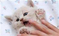 猫为什么不能摸爪啊