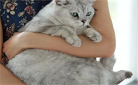 猫咪为什么会被抱着呢